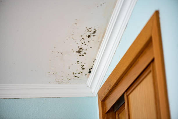 Best Residential Mold Remediation in Siesta Key, FL